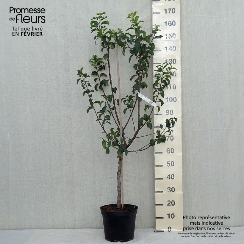 Spécimen de Prunier Reine Claude violette (d'Althan) Pot de 7,5L/10L, Gobelet tel que livré en automne