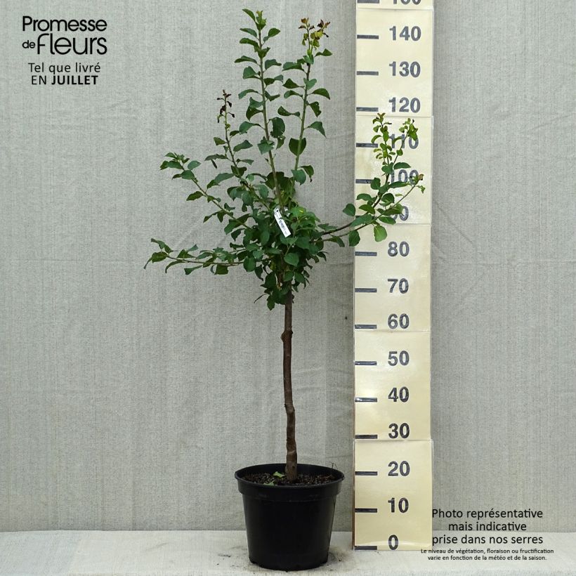 Spécimen de Prunier Reine Claude violette (d'Althan) Pot de 7,5L/10L, Gobelet tel que livré en été