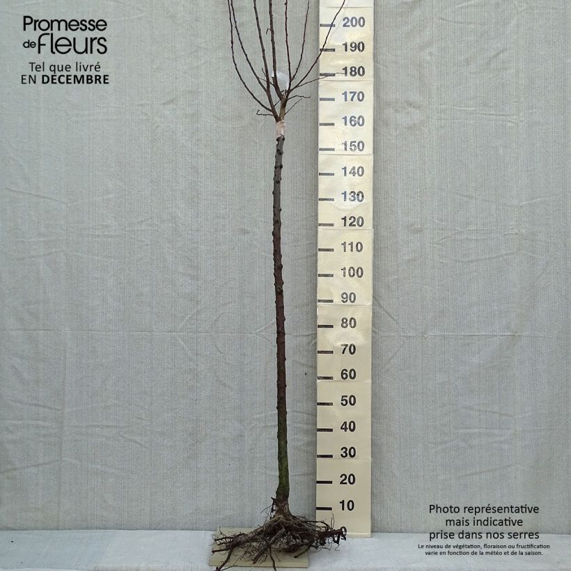 Example of Prunier Wignon Racines nues, Demi-Tige as you get in hiver