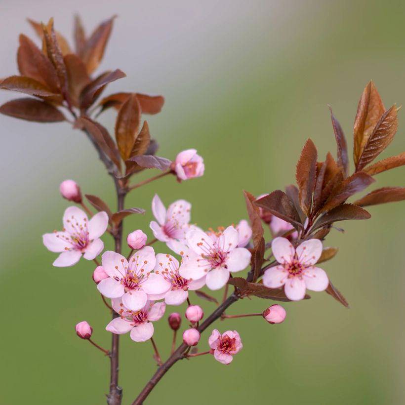 Prunier à fleurs - Prunus cerasifera Nigra (Flowering)