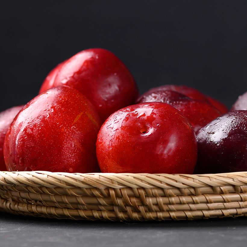 Prunier japonais Allo Bio - Prunus salicina (Récolte)