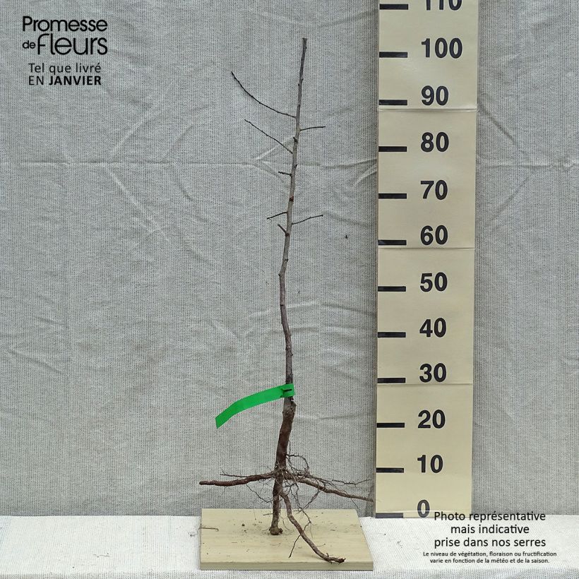 Spécimen de Prunier japonais Methley ou Metley Bio - Prunus salicina Racines nues, Scion tel que livré en hiver