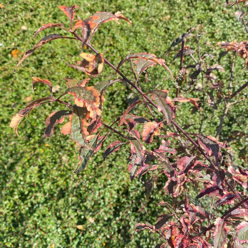 Prunier myrobolan Hessei - Prunus cerasifera (Feuillage)