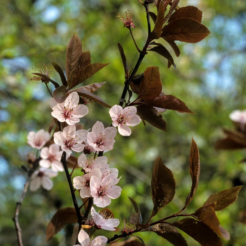 Prunier myrobolan - Prunus cerasifera Pissardii (Flowering)