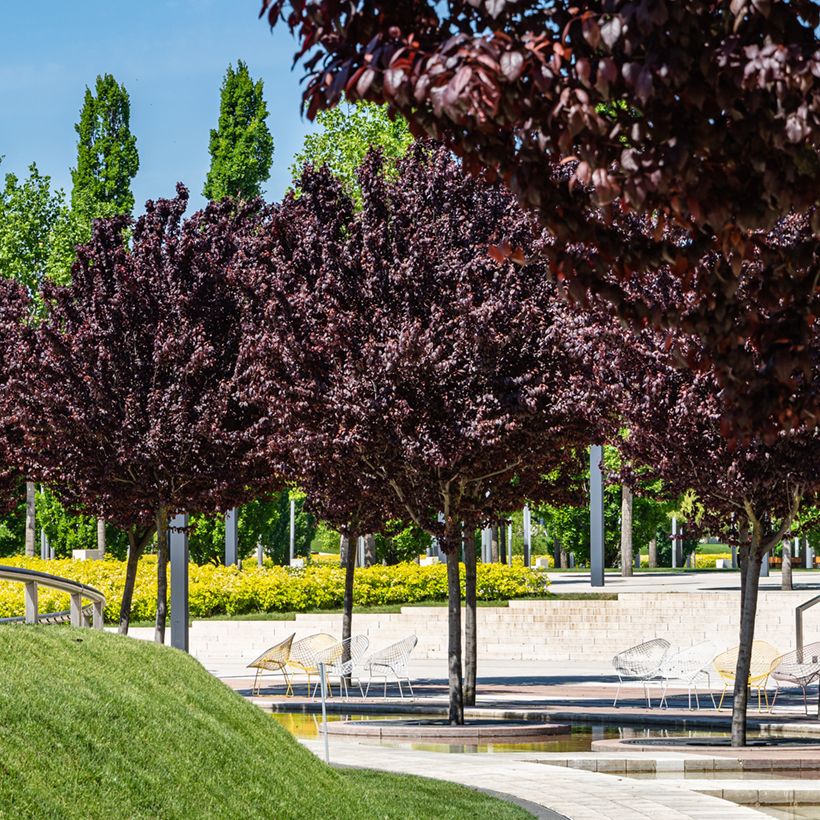 Prunier myrobolan - Prunus cerasifera Pissardii (Plant habit)