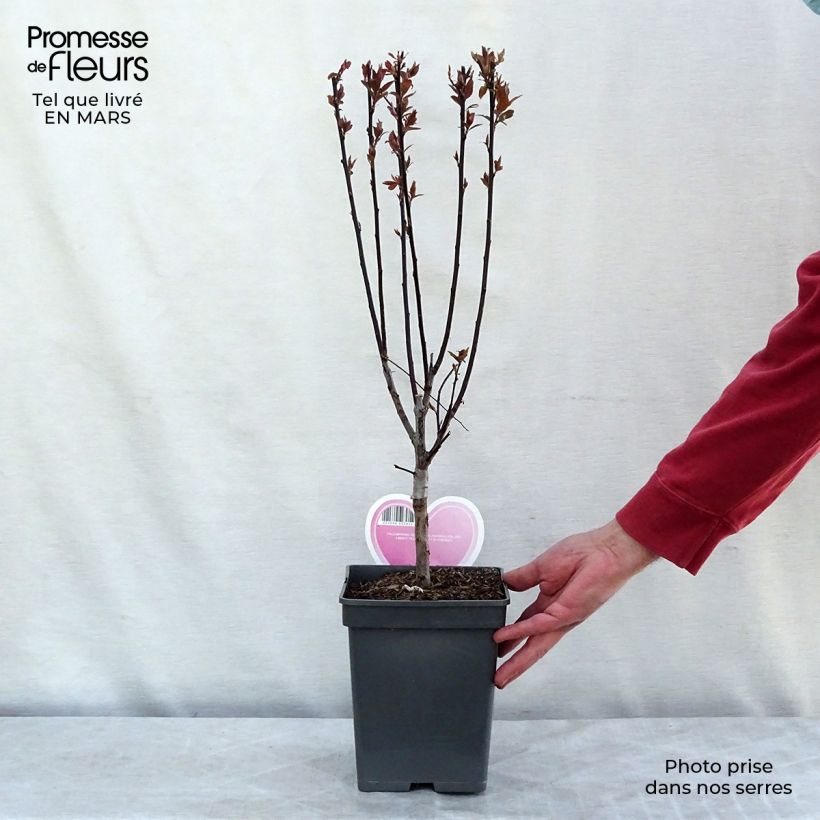Example of Prunier myrobolan - Prunus cerasifera Pissardii Pot de 4L/5L as you get in printemps
