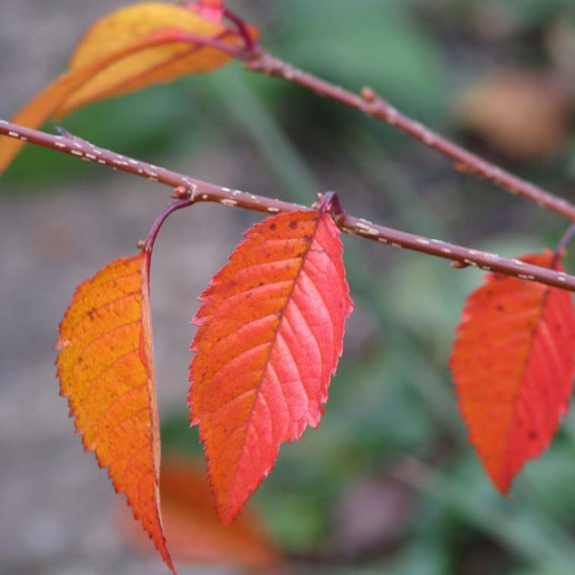 Prunus Okame - Cerisier à fleurs (Foliage)