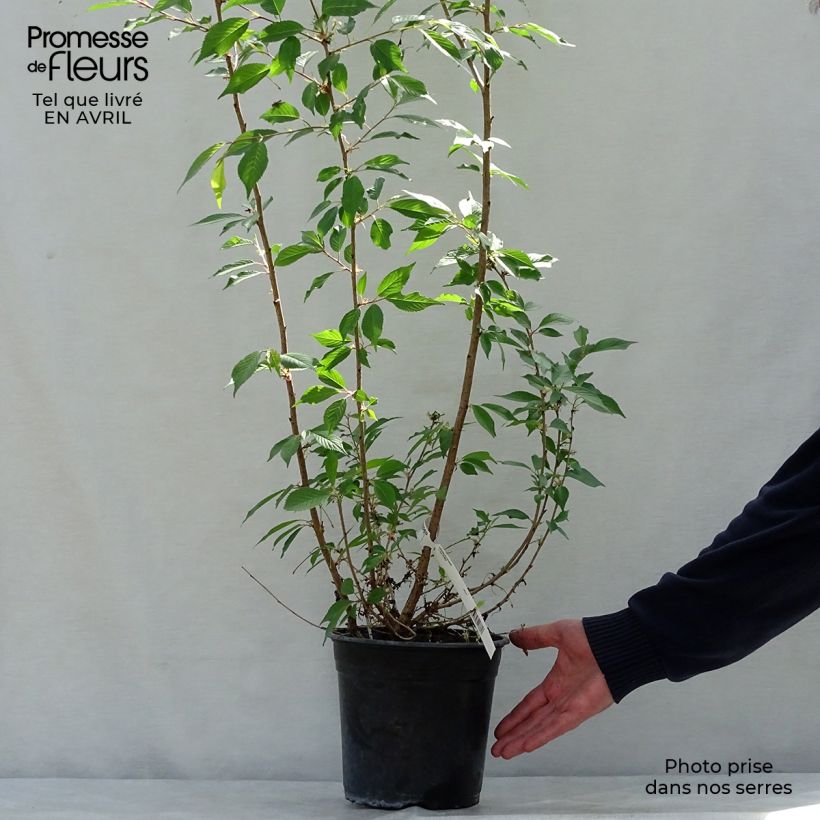 Example of Prunus Okame - Cerisier à fleurs Pot de 4L/5L as you get in printemps