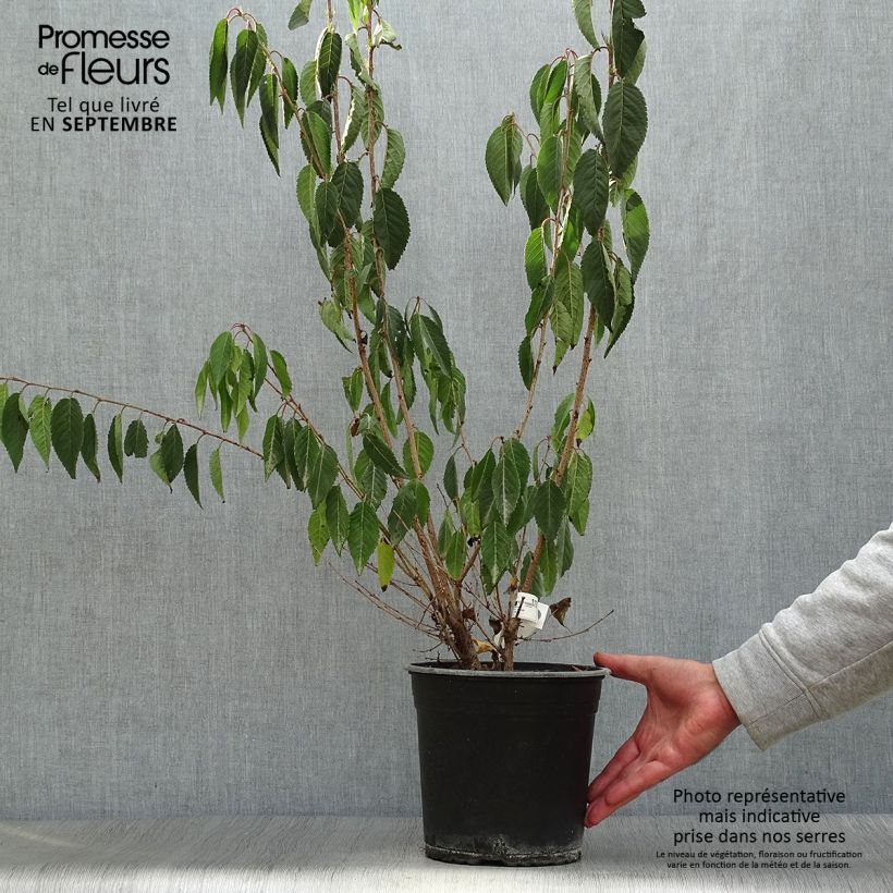 Spécimen de Prunus Okame - Cerisier à fleurs Pot de 4L/5L tel que livré en automne