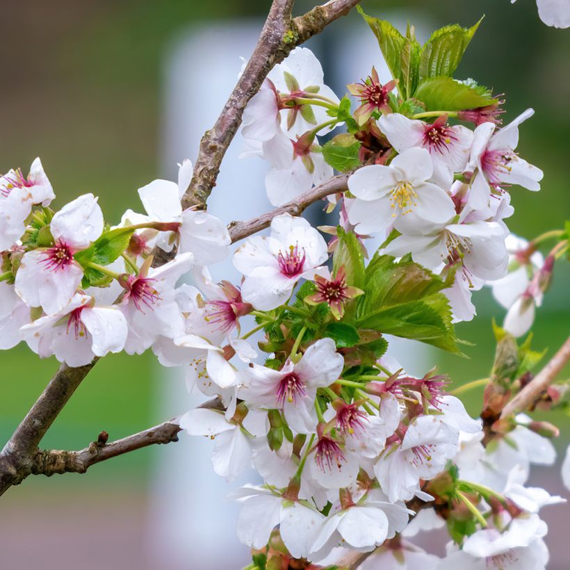 Cerisier à fleurs - Prunus Umineko (Flowering)