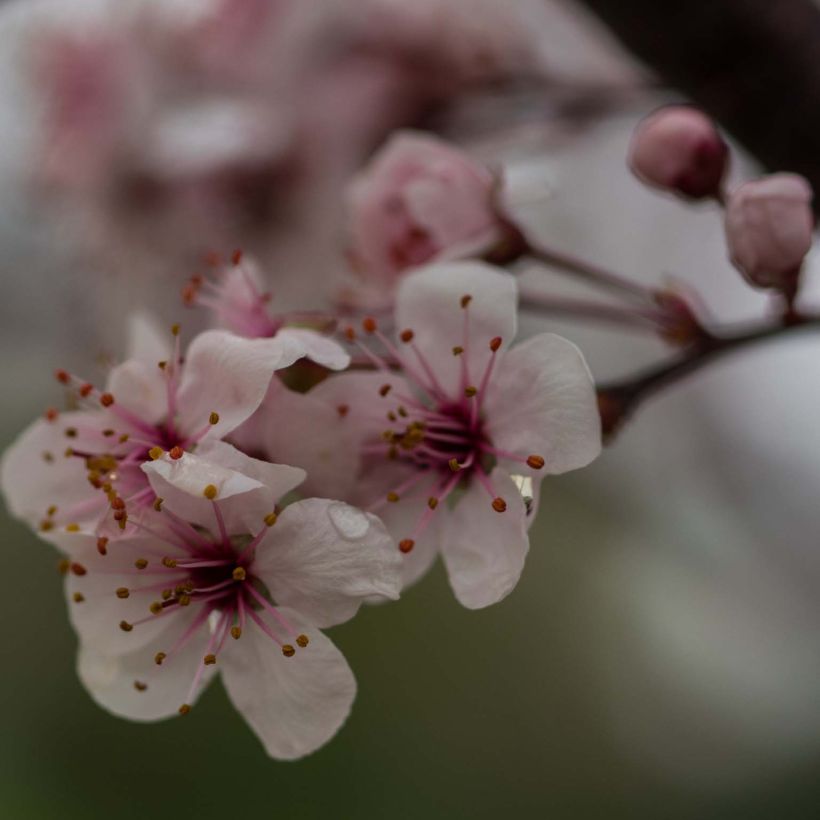 Prunus cistena - Prunier des sables (Flowering)