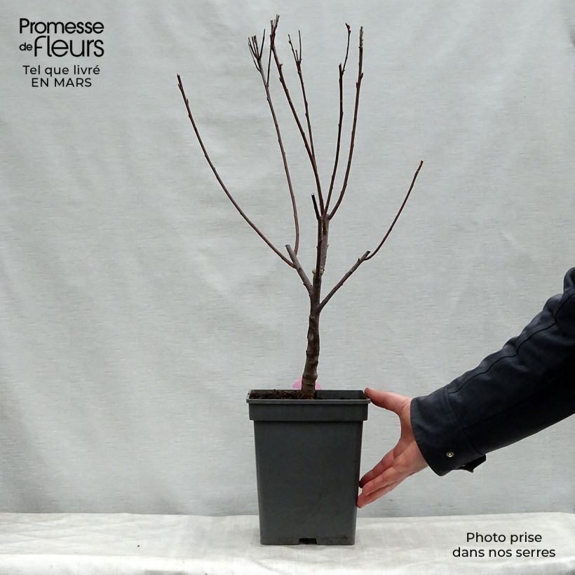 Example of Prunus cistena - Prunier des sables Pot de 4L/5L as you get in printemps