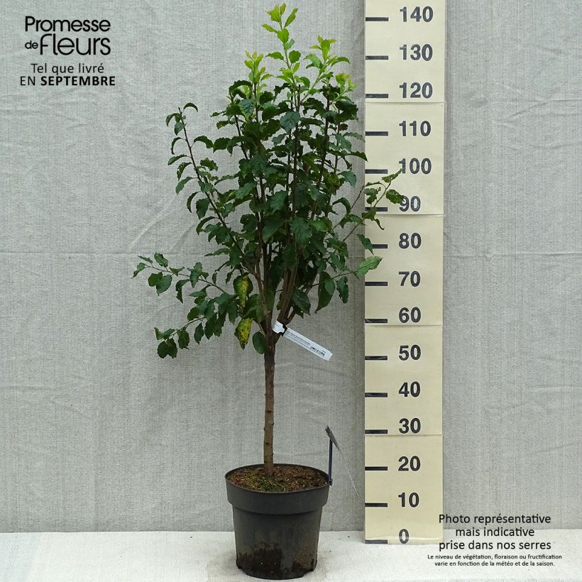Spécimen de Prunier nain Hanna Pot de 7,5L/10L, 1/4 de tige, Tige de 30 cm tel que livré en automne