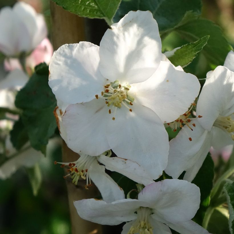 Prunier Węgierka Dąbrowicka - Prunus domestica (Floraison)