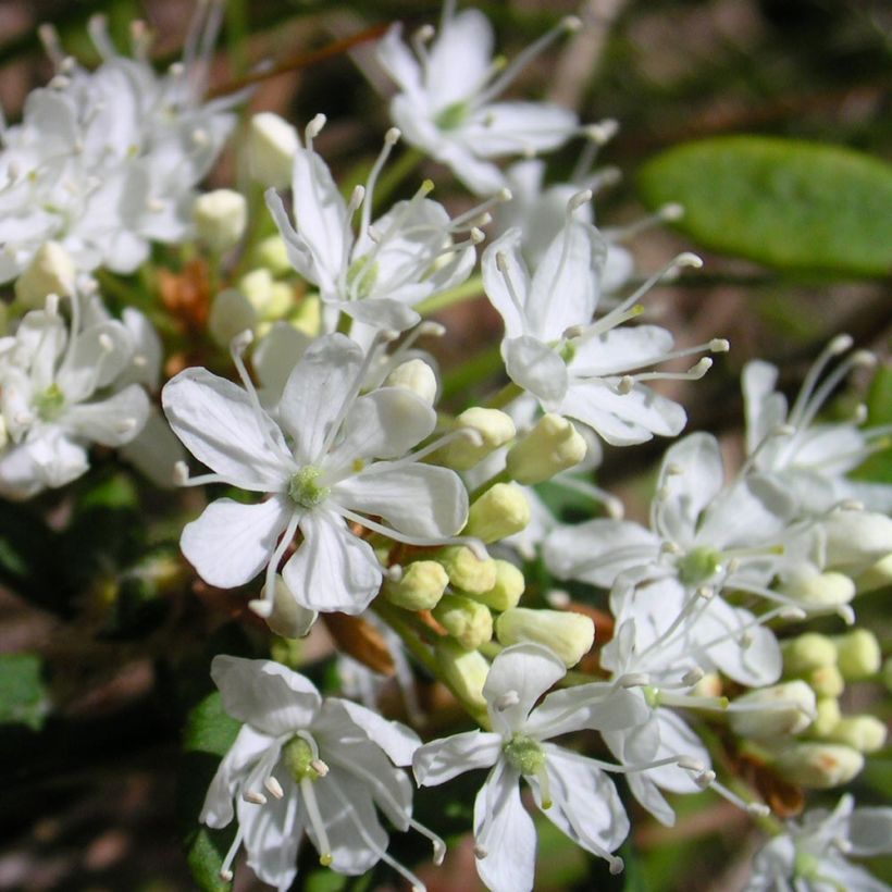 Prunus eminens Umbraculifera - Cerisier du Japon boule (Floraison)