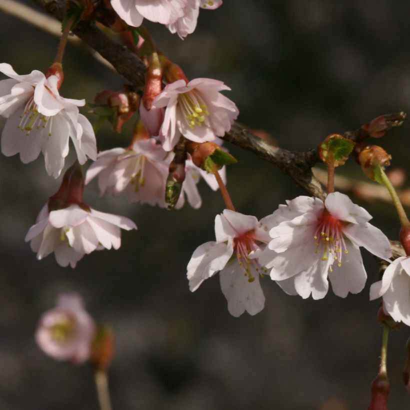 Cerisier à fleurs du Japon nain - Prunus incisa Mikinori (Flowering)