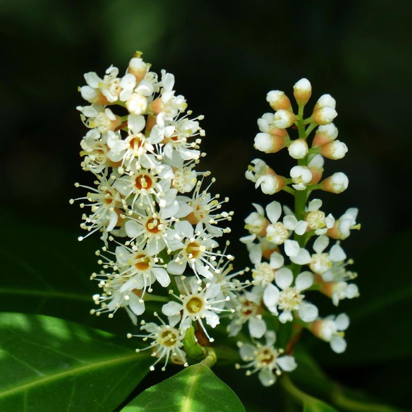 Laurier Cerise - Prunus laurocerasus Fontanettes (Flowering)