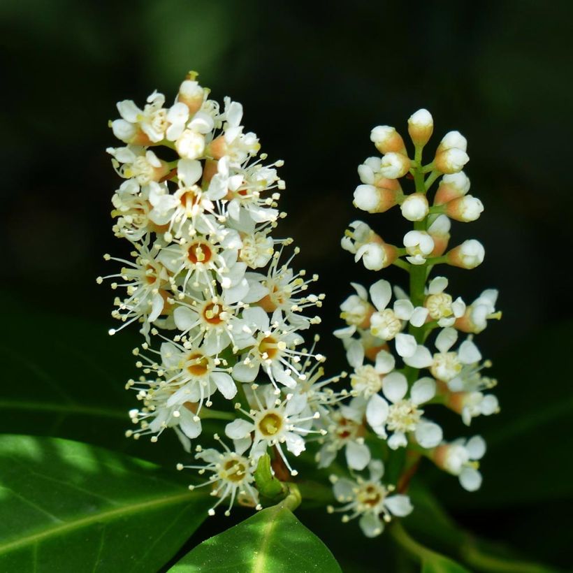 Laurier Cerise - Prunus laurocerasus Mano (Flowering)