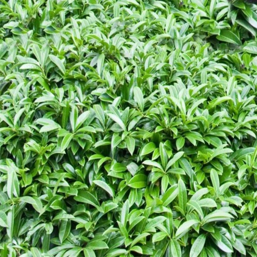 Laurier-Cerise - Prunus laurocerasus Mount Vernon (Foliage)