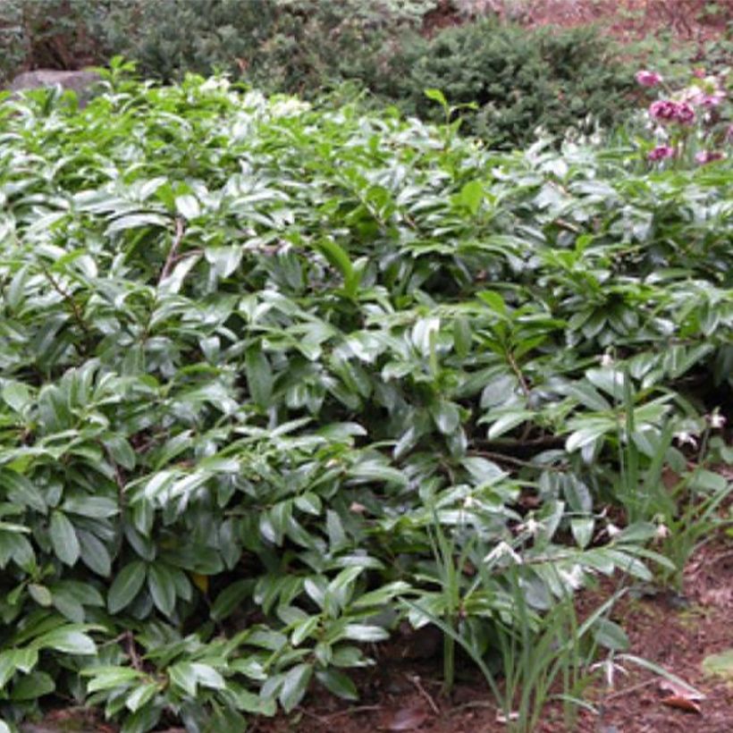 Laurier-Cerise - Prunus laurocerasus Mount Vernon (Plant habit)