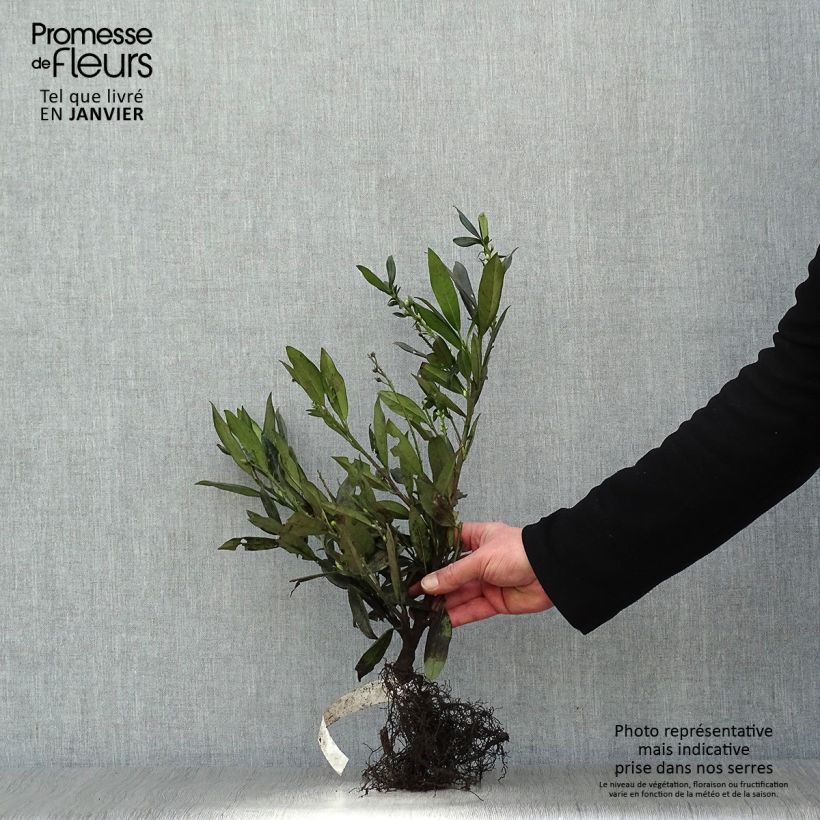 Example of Laurier cerise - Prunus laurocerasus Otto Luyken  Racines nues as you get in hiver