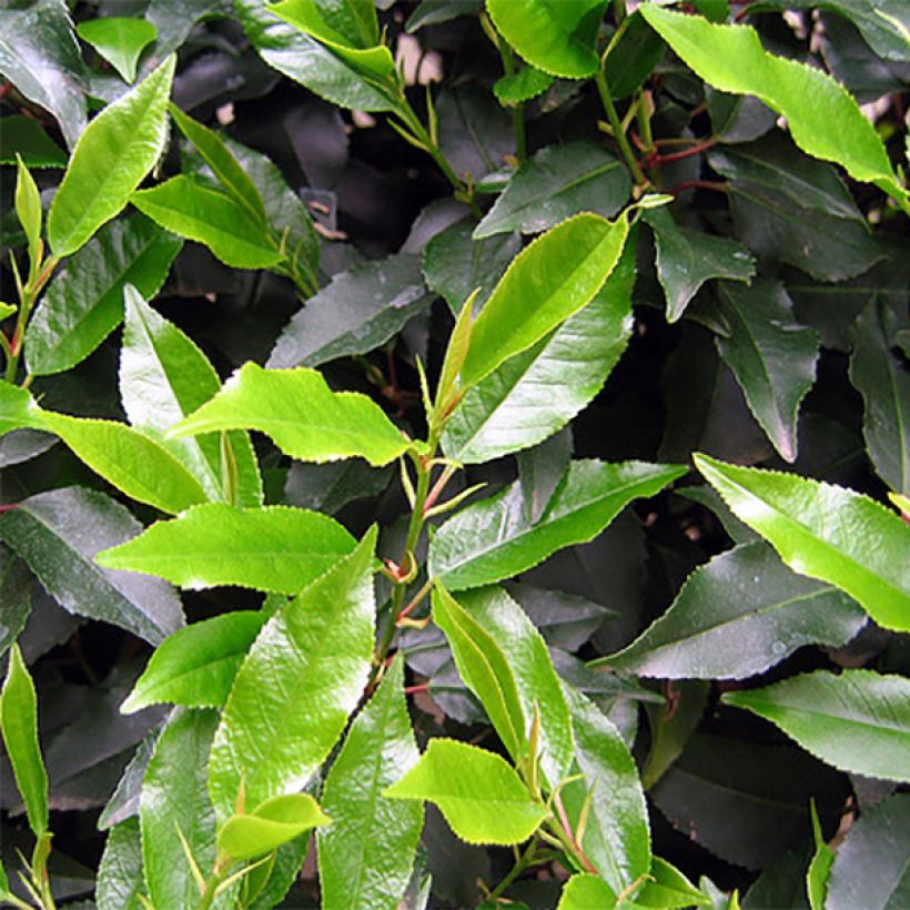 Laurier du Portugal - Prunus lusitanica (Foliage)