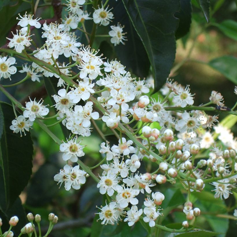 Laurier du Portugal - Prunus lusitanica (Flowering)