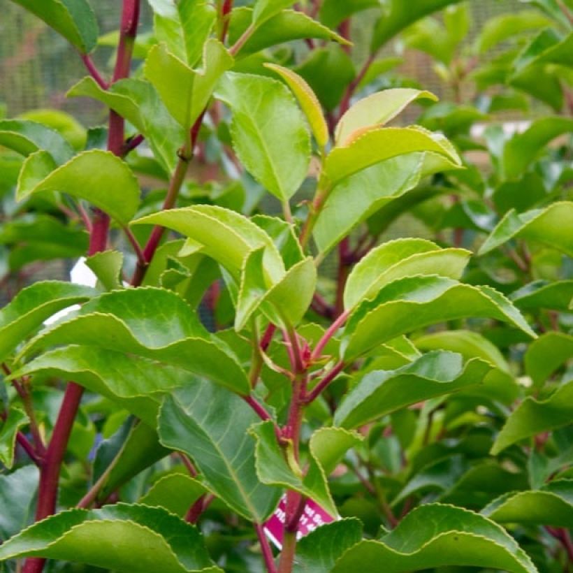 Laurier du Portugal - Prunus lusitanica Brenelia (Foliage)