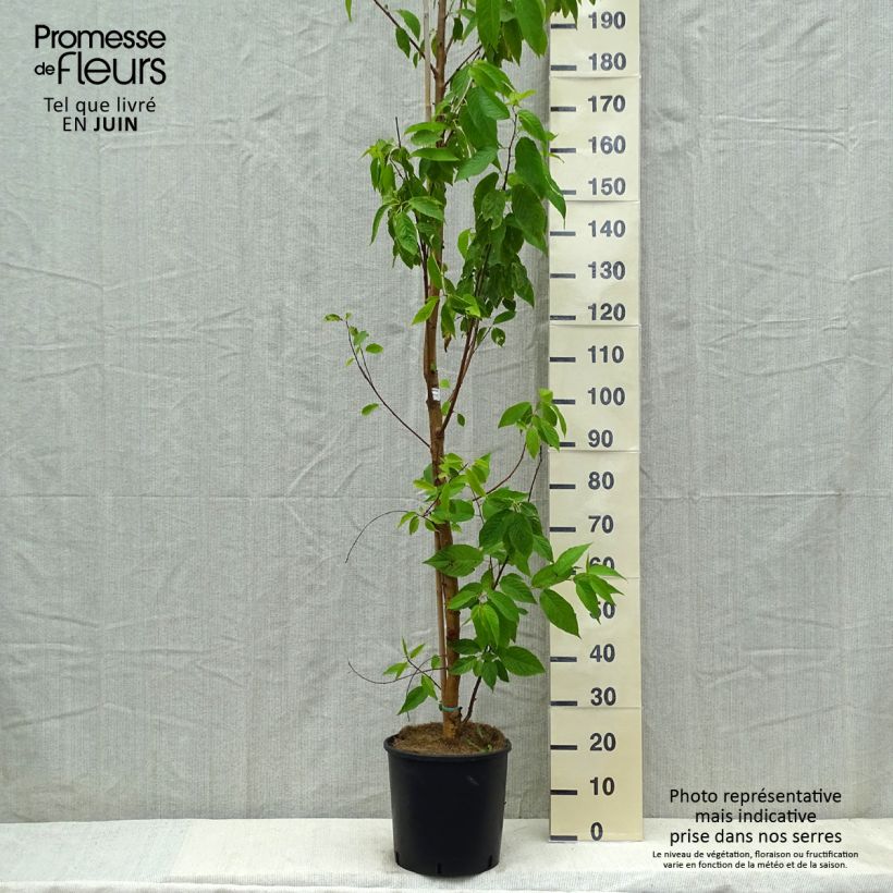 Spécimen de Prunus maackii Amber Beauty - Cerisier de Mandchourie Pot de 12L/15L tel que livré au printemps