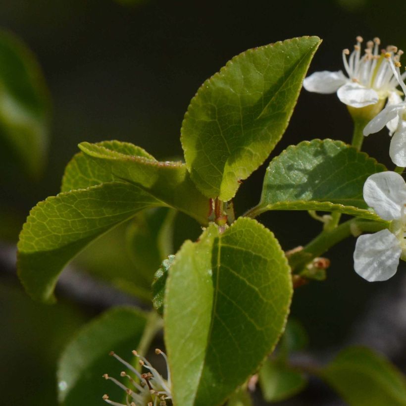 Prunus mahaleb - Bois de sainte Lucie (Foliage)