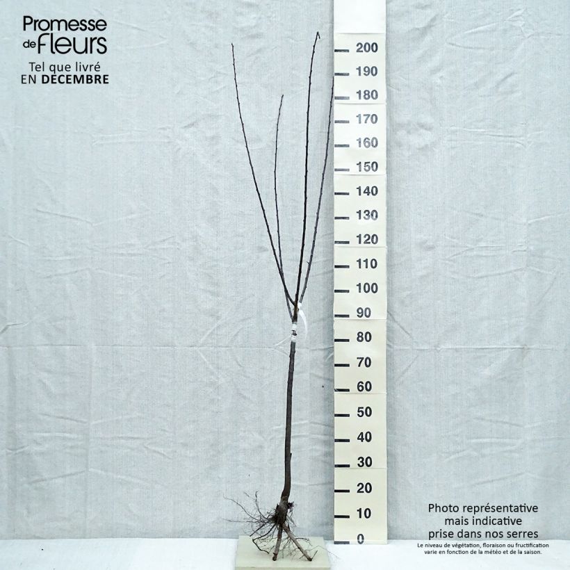 Spécimen de Prunier Mirabelle de Nancy Racines nues, Gobelet tel que livré en hiver