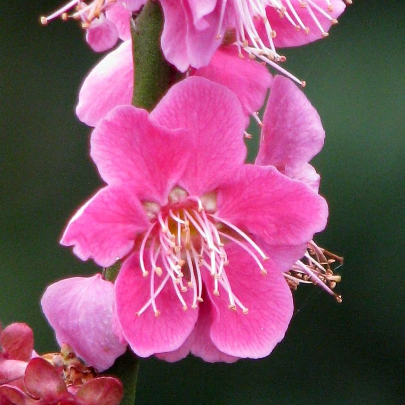 Prunus mume  Beni Chidori - Abricotier du Japon (Flowering)