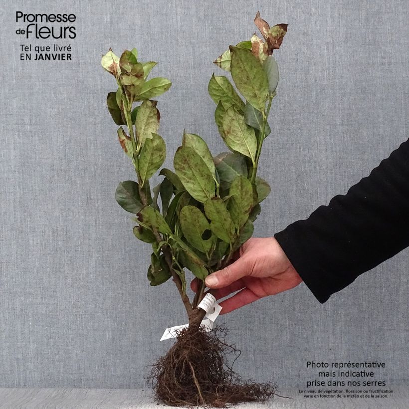 Example of Prunus padus - Cerisier à grappes Racines nues as you get in hiver