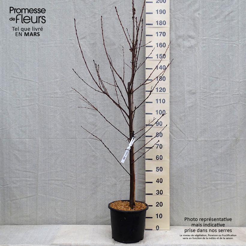 Example of Prunus padus Le Thoureil - Cerisier à grappes  Pot de 12L/15L, Baliveau as you get in hiver
