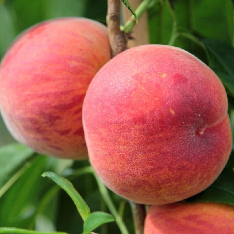 Pêcher Suncrest - Prunus persica (Récolte)