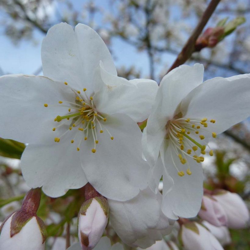 Prunus serrula Amber Scots - Cerisier du Tibet  (Flowering)