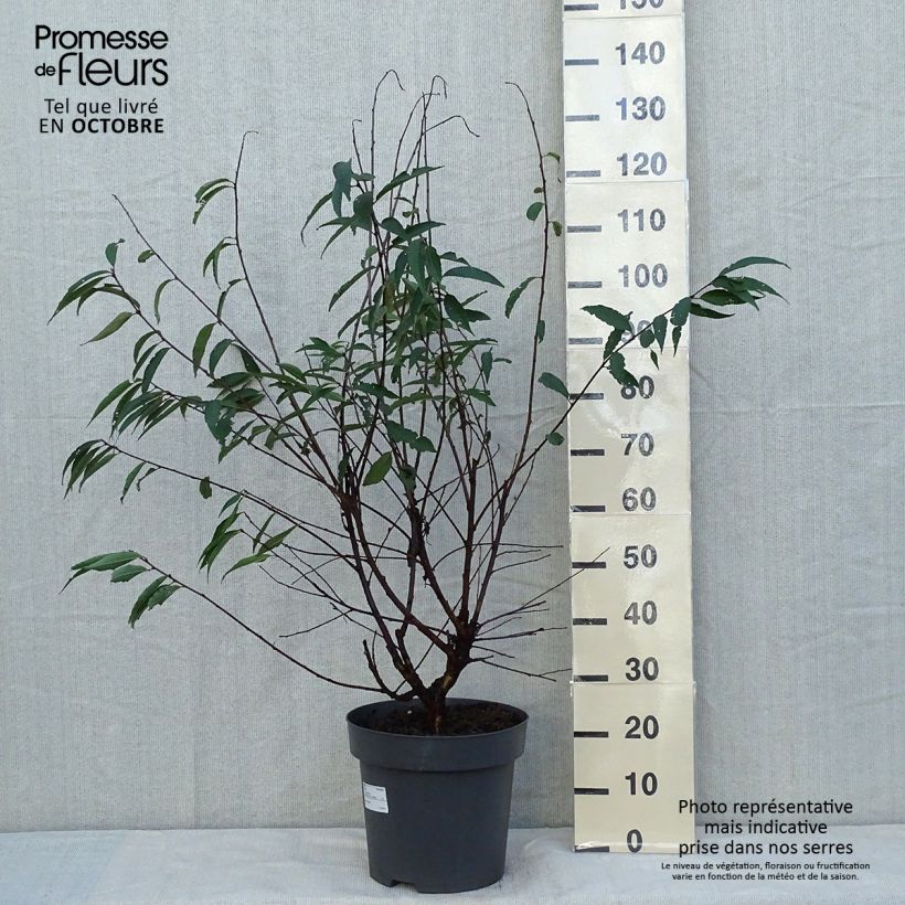 Spécimen de Prunus serrula - Cerisier du Tibet Pot de 12L/15L tel que livré en automne