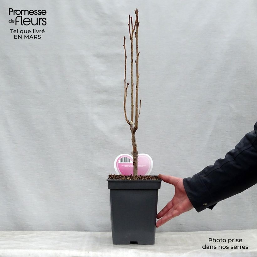 Example of Prunus serrulata Amanogawa Pot de 4L/5L as you get in printemps