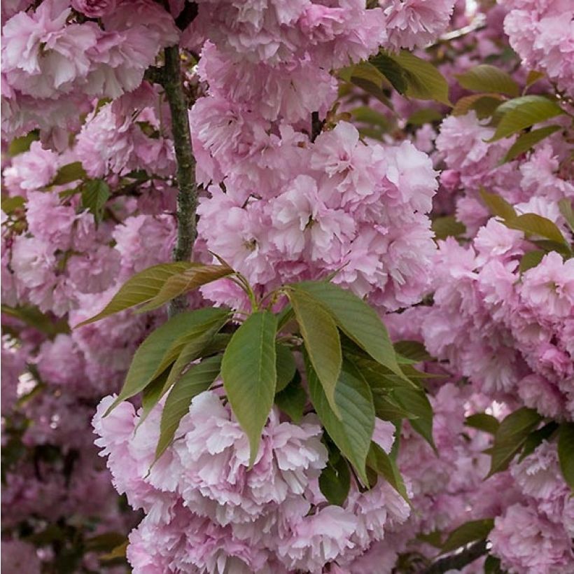 Cerisier à fleurs - Prunus serrulata Pink Perfection (Foliage)