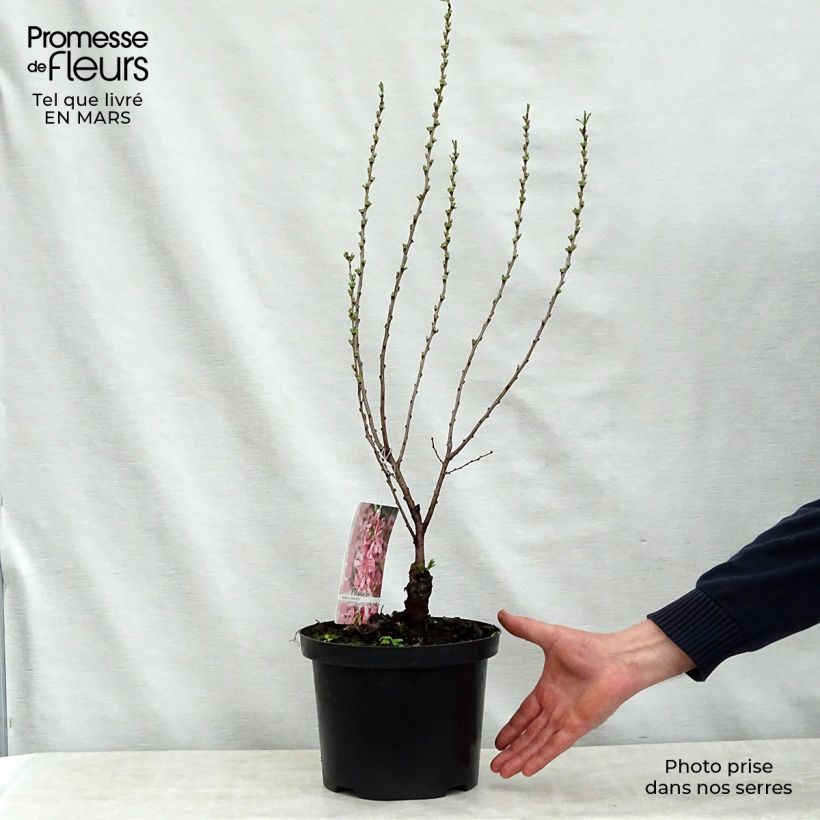 Spécimen de Prunus tenella Fire Hill - Amandier nain à fleurs Pot de 3L/4L tel que livré au printemps