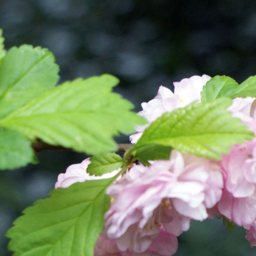 Amandier à fleurs - Prunus triloba  (Foliage)