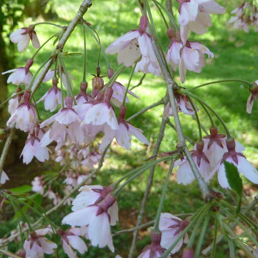 Cerisier à fleurs - Prunus subhirtella Pendula Rubra (Flowering)