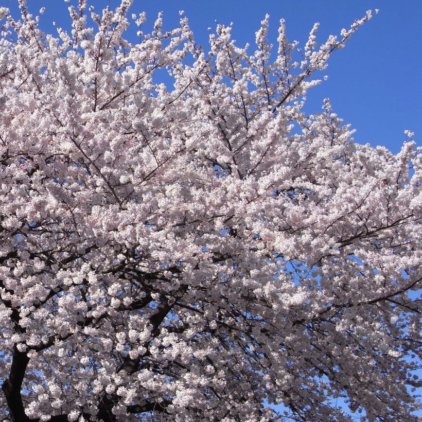 Cerisier à fleurs - Prunus yedoensis  (Flowering)