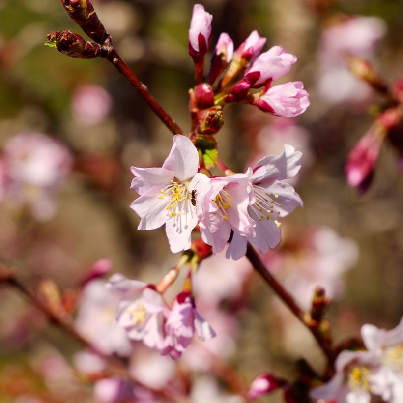 Cerisier à fleurs - Prunus kurilensis Ruby (Flowering)