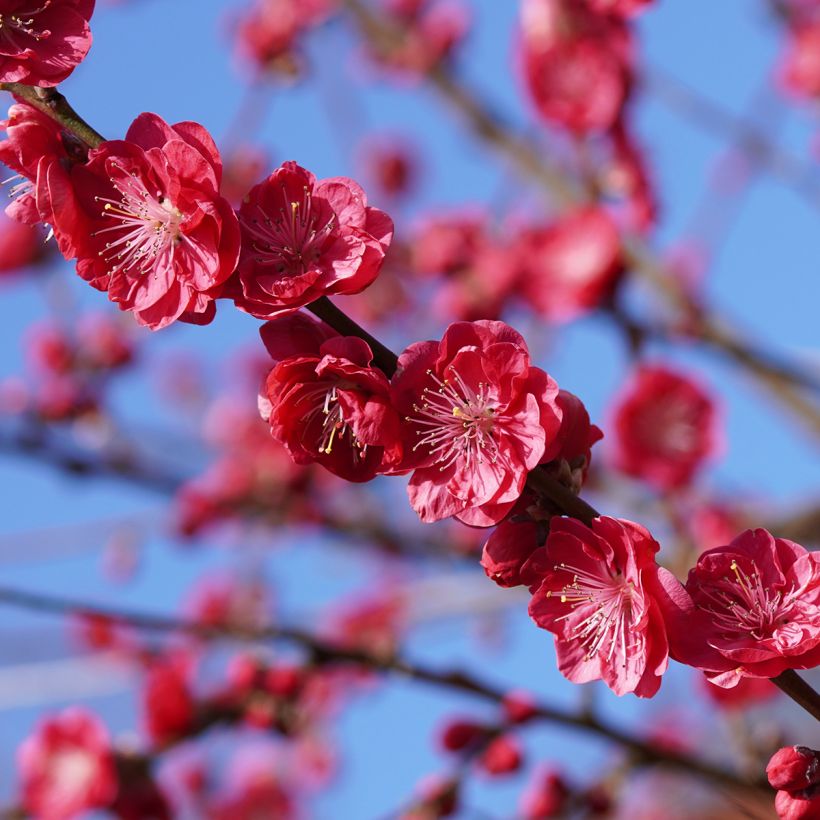 Pêcher à fleurs pleureur - Prunus persica Melred Weeping (Floraison)