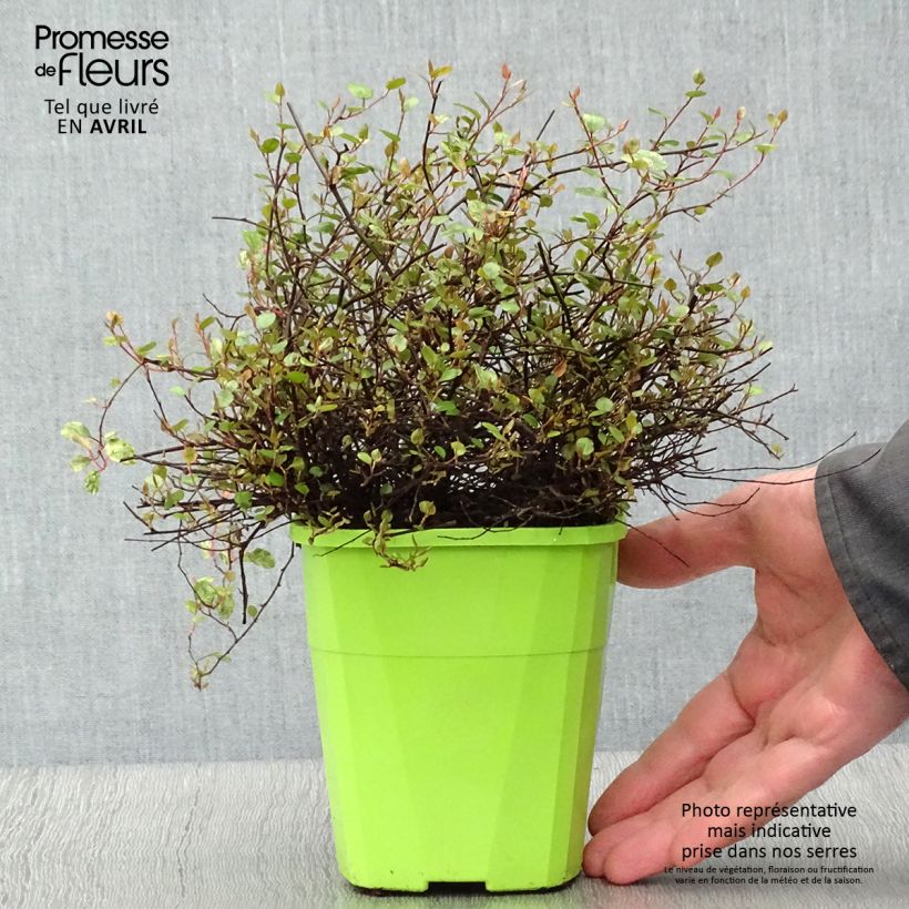 Example of Pseudanthus tasmanicus Radiance Pot de 1,5L/2L as you get in printemps