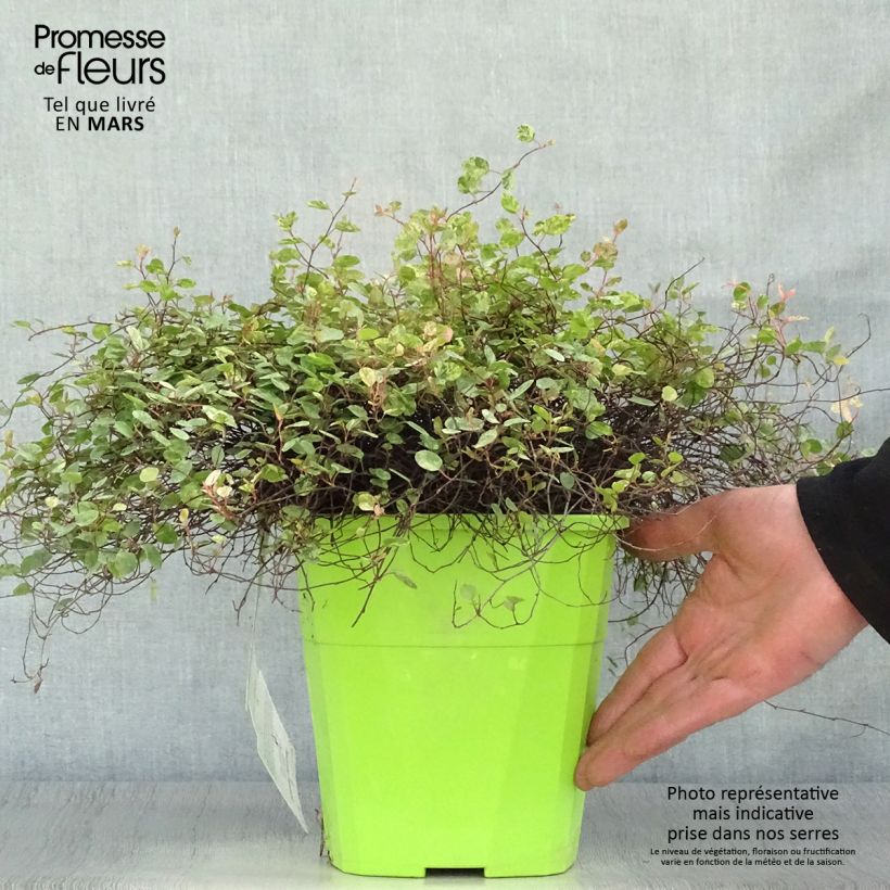 Example of Pseudanthus tasmanicus Radiance Pot de 4L/5L as you get in printemps