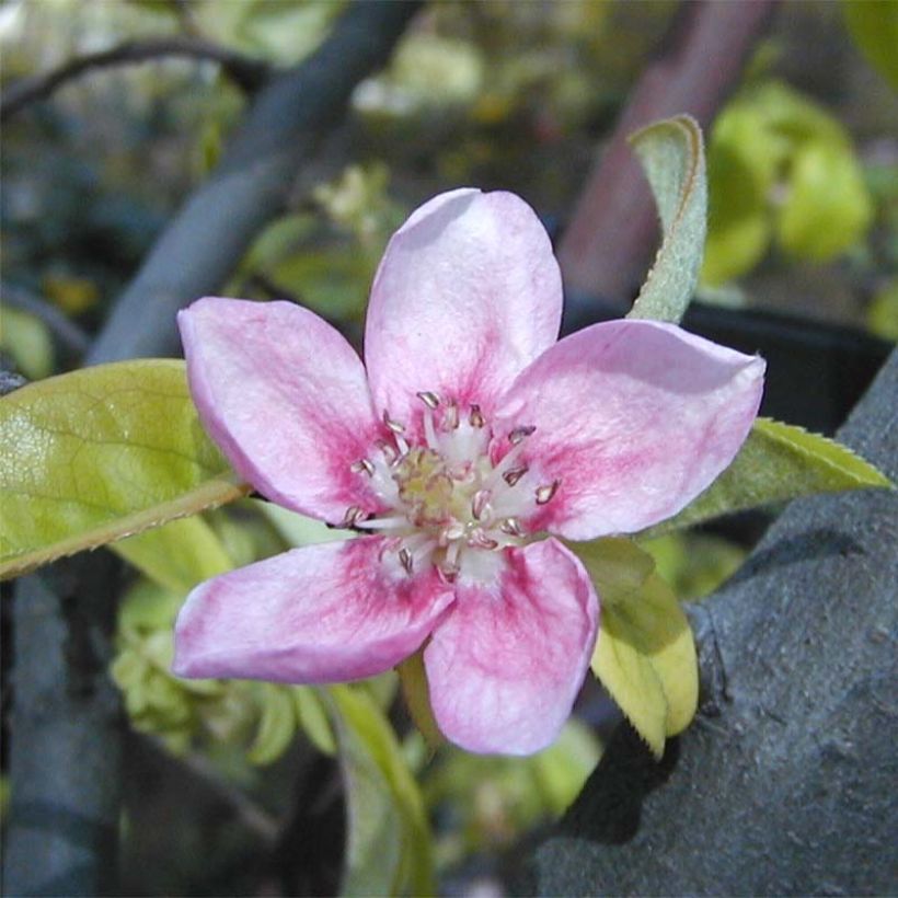 Pseudocydonia sinensis - Cognassier de Chine (Flowering)
