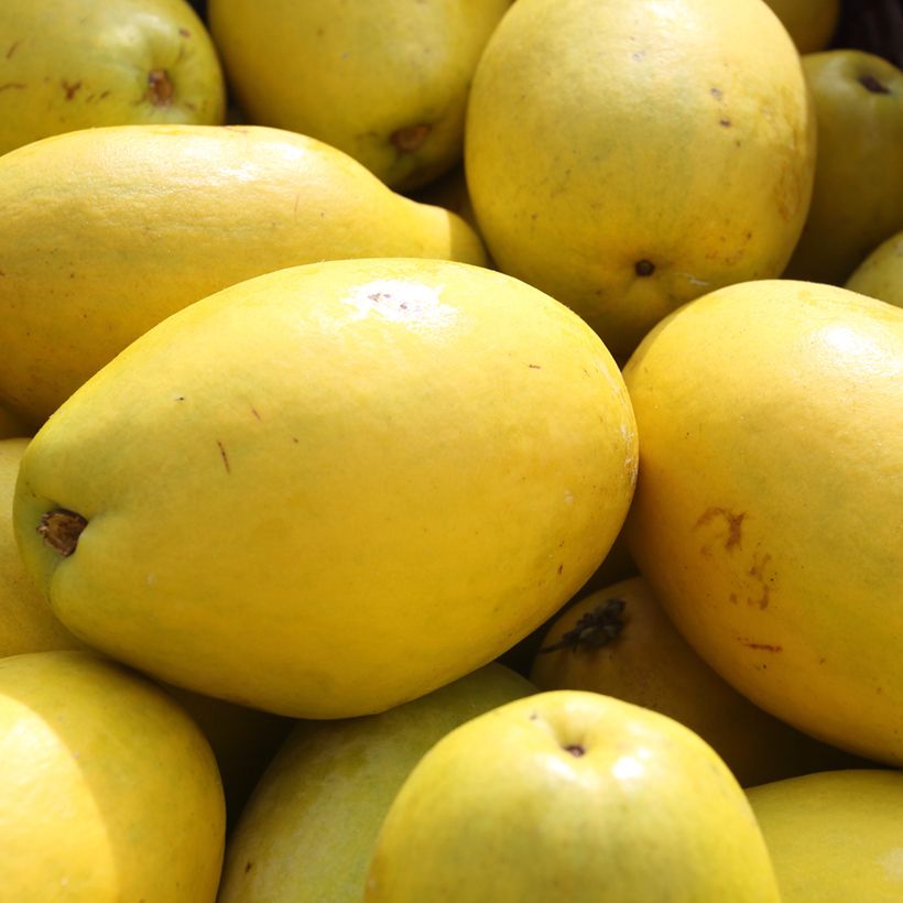 Pseudocydonia sinensis - Cognassier de Chine (Harvest)