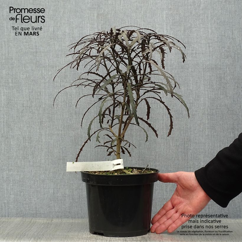 Example of Pseudopanax Bronze Eagle Pot de 3L/4L as you get in printemps